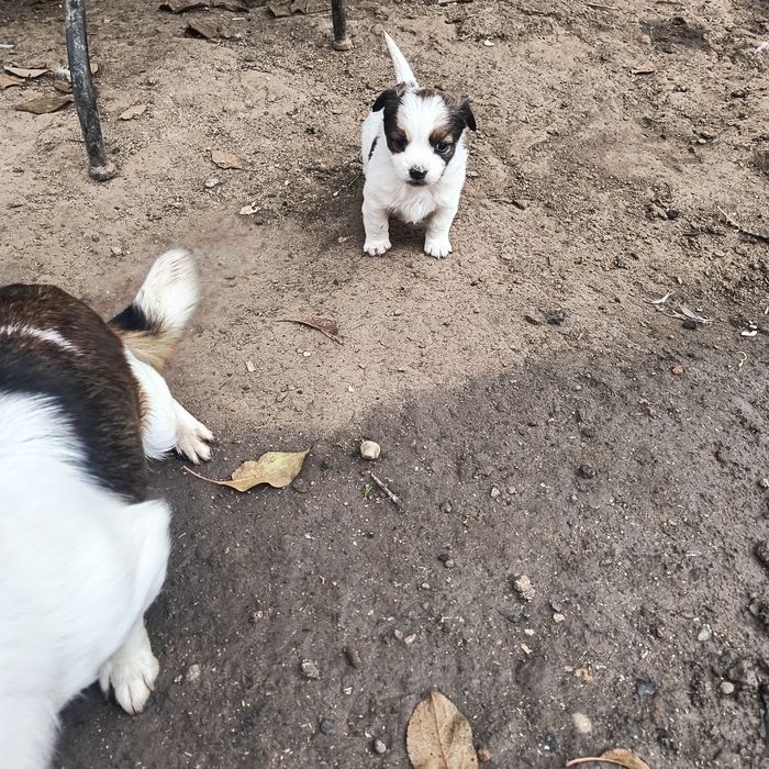 Cățelușe pechinez