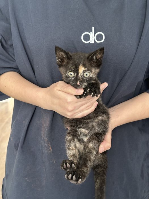 Котёнок девочка месяц+