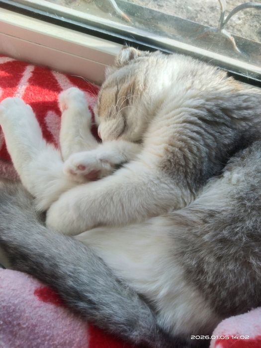 Mushuk serebristiy skotish fold shinshinlla