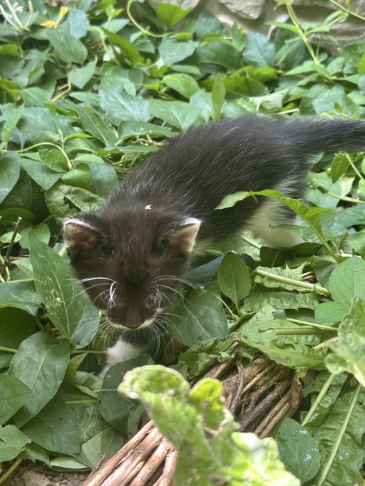 Pui maine coon metis