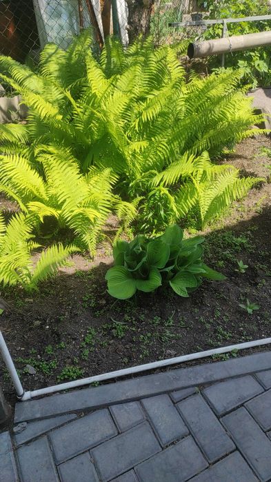 Цветы садовые многолетние