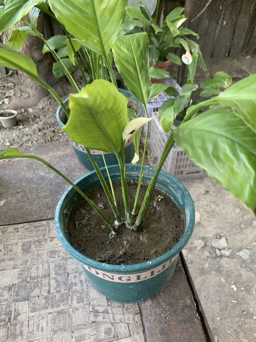 Продам домашнее растение