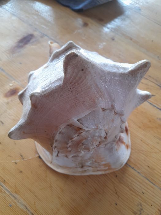 Cochilie melc marin Cassis Cornuta