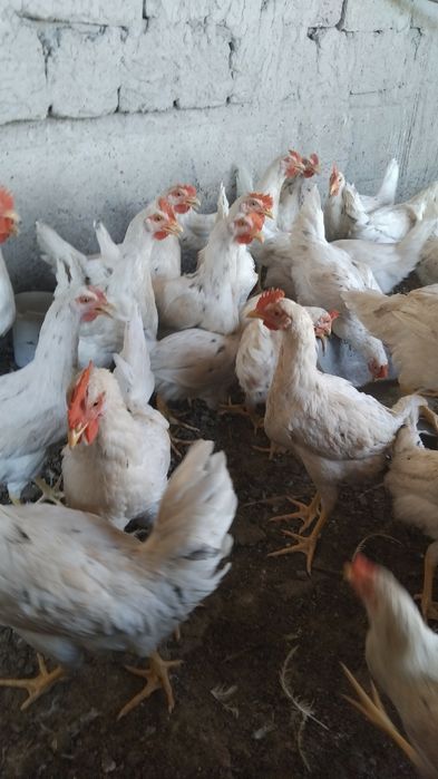 Ломан сендилар сотилади хурозлар