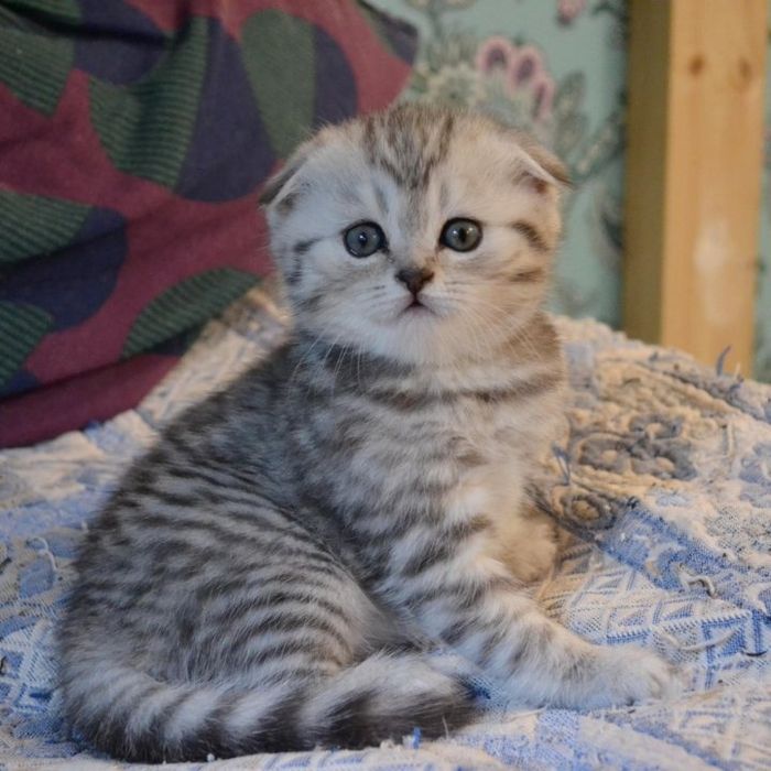 Милые котята фолды