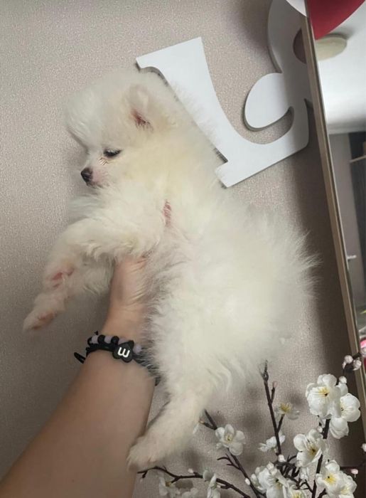 Малыши шпица в резерв