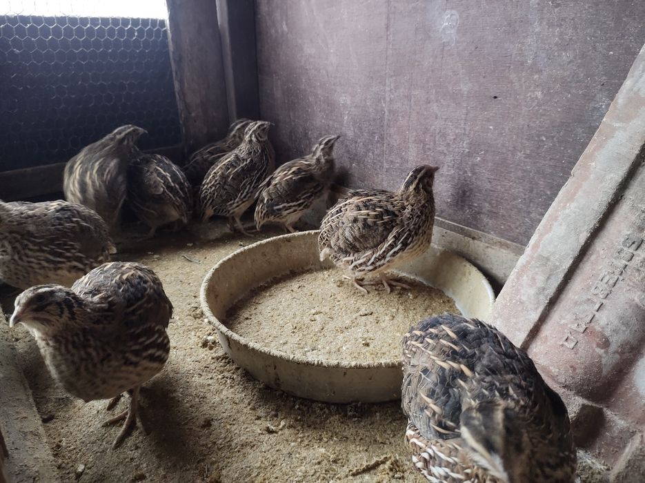 Пътпъдъци пътпъдъци