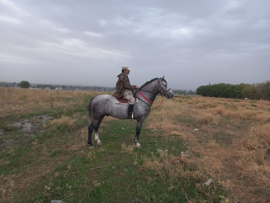 продам жырыбец рысак 4года