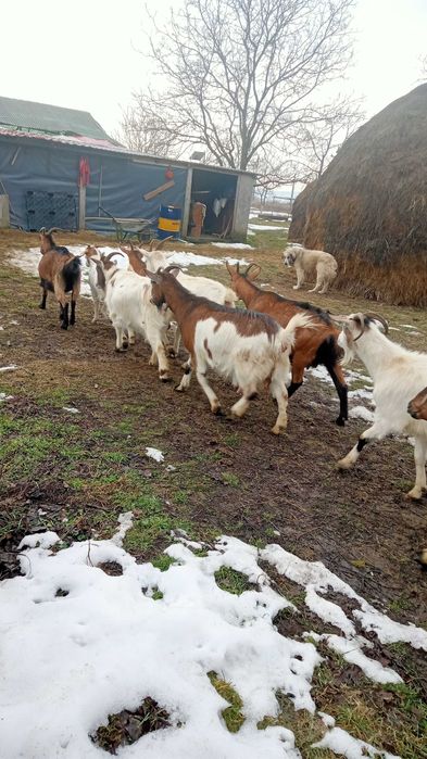 Vând capre bune de lapte