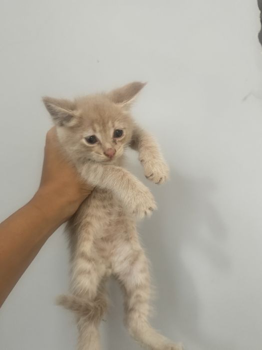 Мейн кун котята в продаже