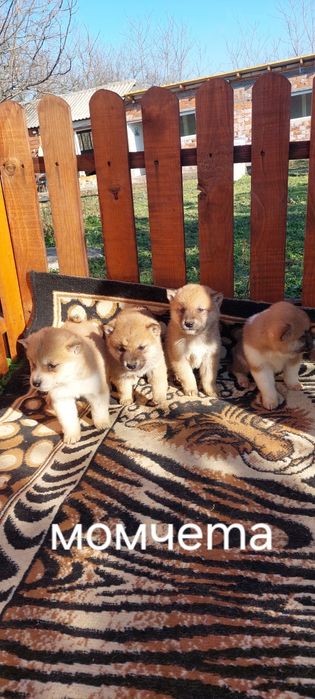 Шиба Ину Shiba inu