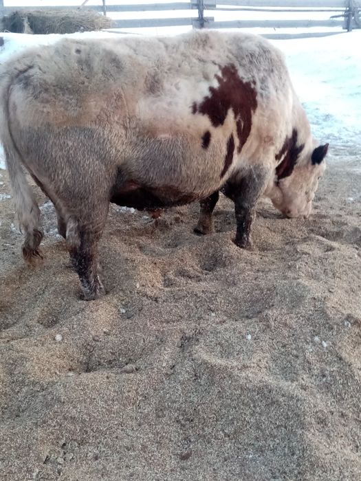 Продам  быка ...