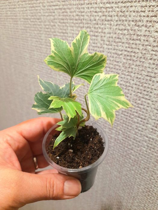 Продам Монстера Манки Адансони