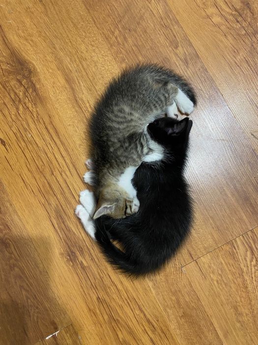Отдадим котят в добрые руки