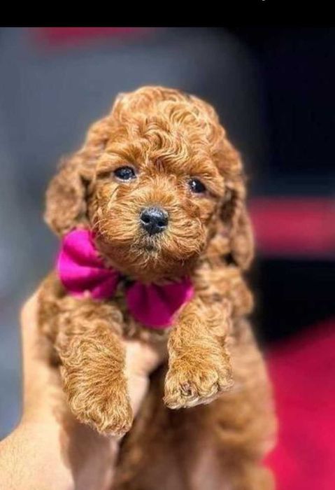 Сладък пудел той