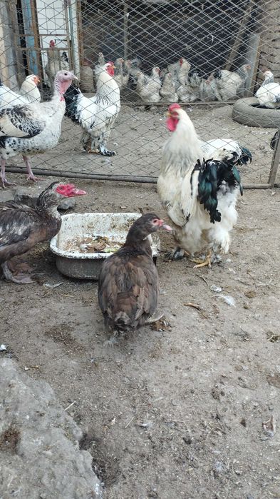 Светлая Брама петухи