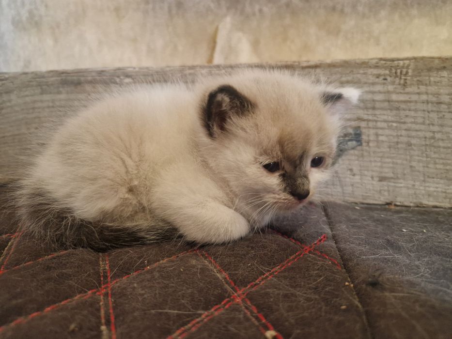 Отдам котёнка в добрые руки