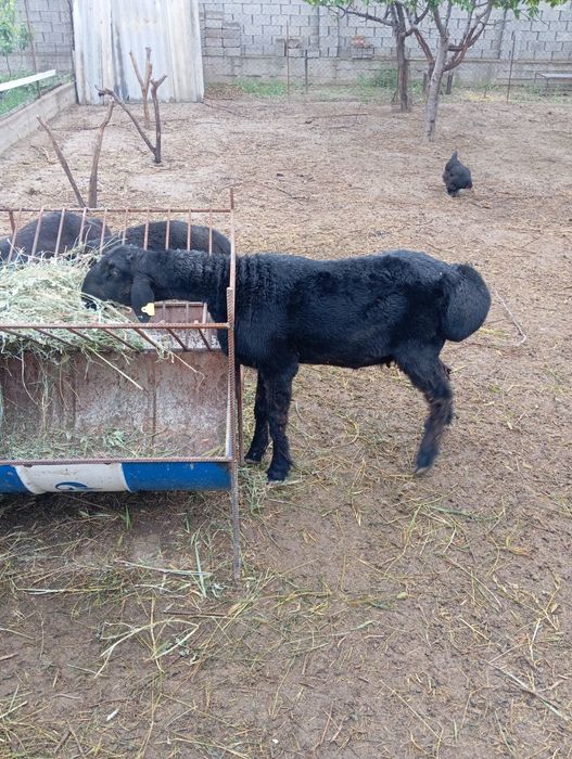 Кошкар козы кой тохты