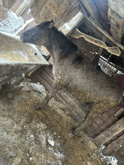 Тай сатылады соғымға