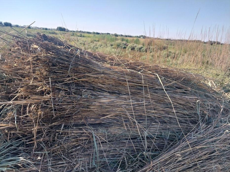 Qamish bog'langan tayyor bo'yi 4 +  Камиш боглари сотилади буйи 4 +