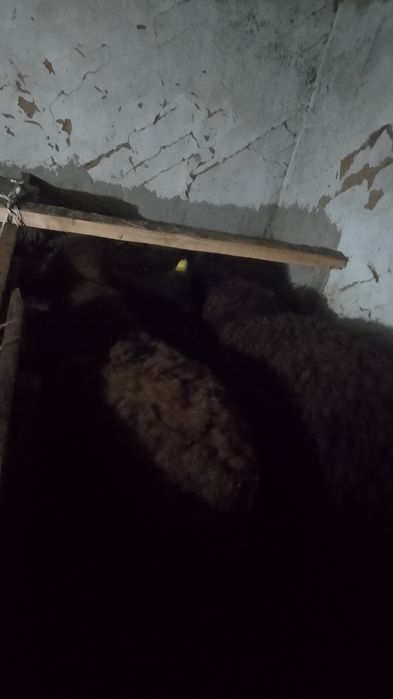 Продаётся Бараны