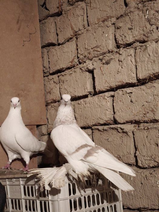 Хорошая галубкаа