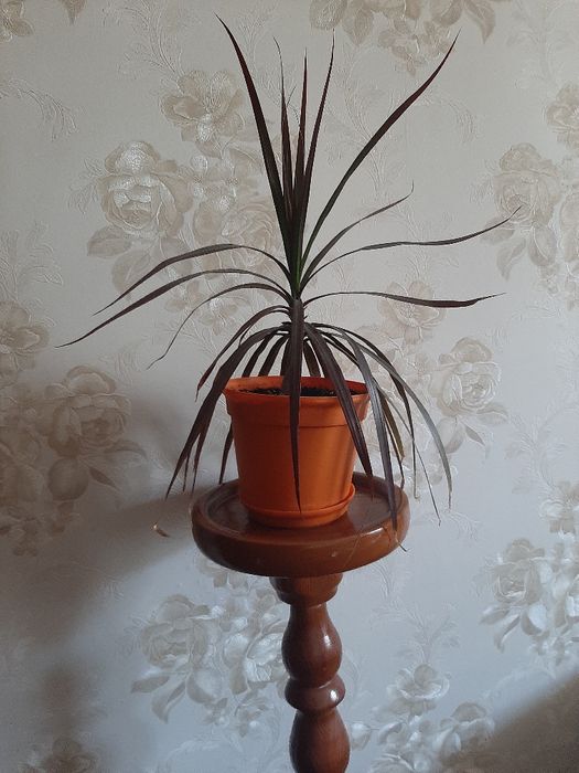 Драцена окаймленная (маргината)