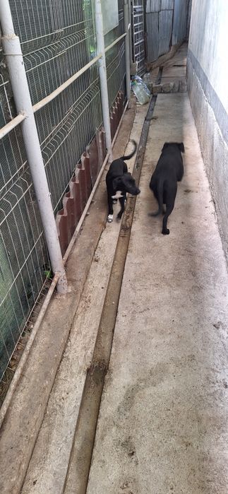 Donez catei foarte buni de paza