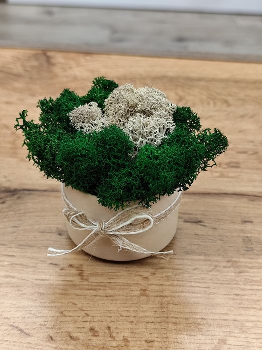 Кашпи със скандинавски мъх