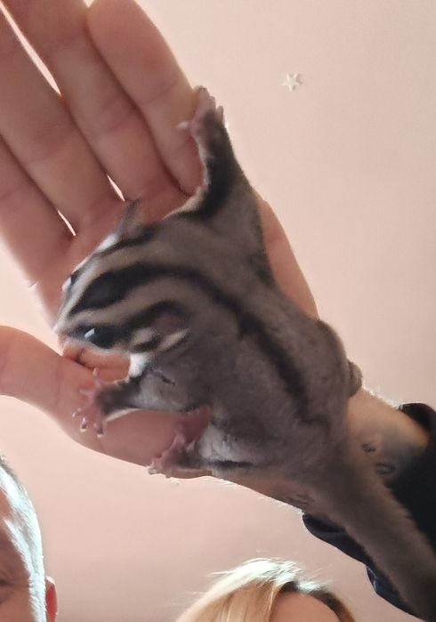 Sugar glider (veverița zburătoare, planor de zahar)