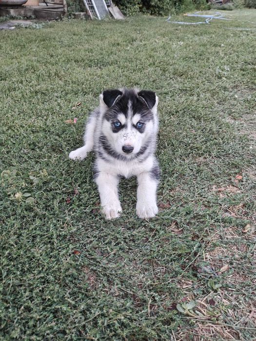 Pui Husky Siberian cu ochi albaștri – Deparazitați și vaccinați