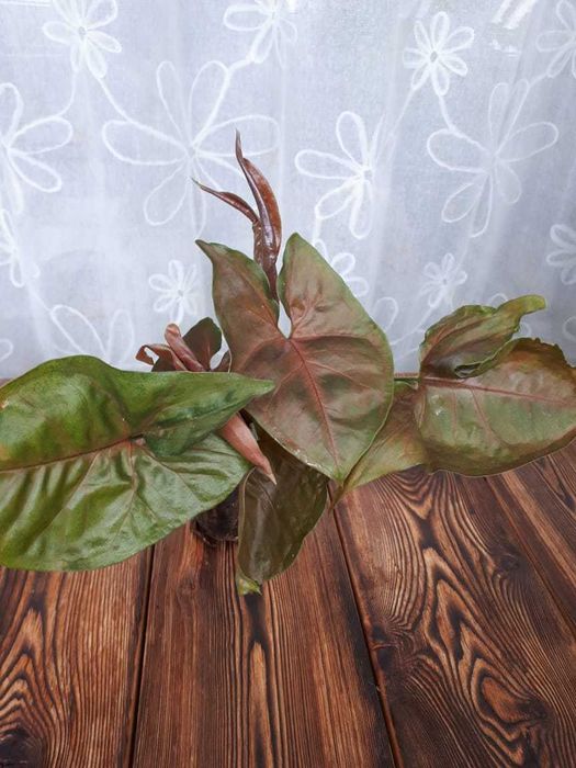 Сингониум Syngonium