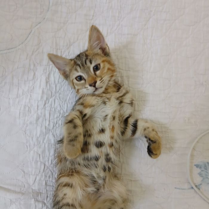 Отдам котят в добрые ручки