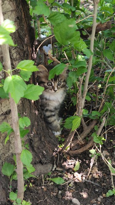 Отдам Котят бесплатно