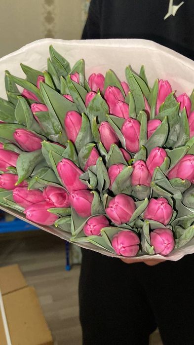 Голладские тюльпаны