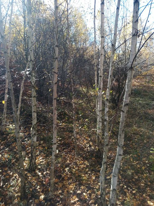 Stejar si mesteacan pentru replantare