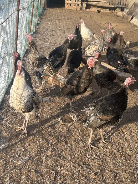 Продам молоденьких индюшек