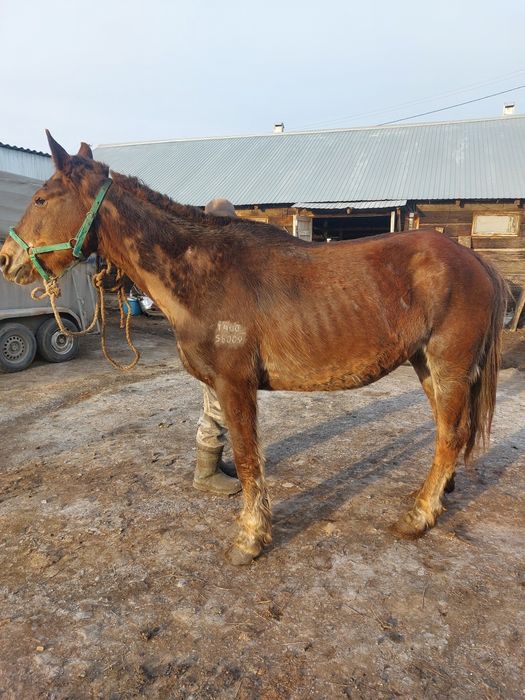 Продам обученую кобылу.