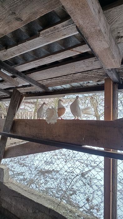 pereche porumbei metis sau curcanasi