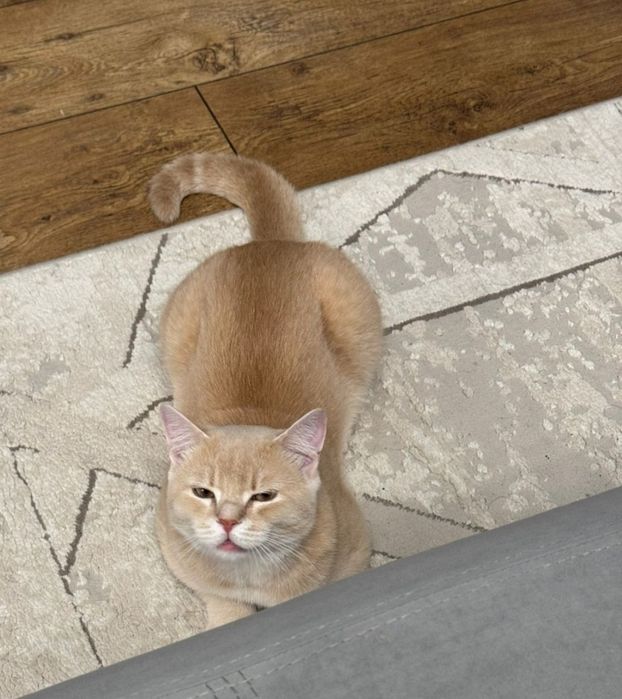 Кошка домашний  британский