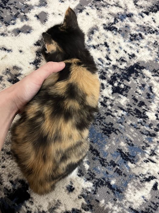 Котята в добрын руки