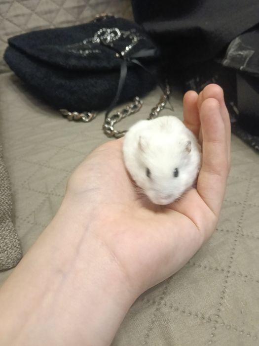 Hamster de dat in adopție
