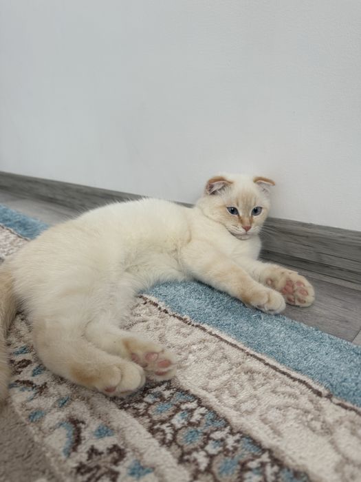 Кошка даром берем