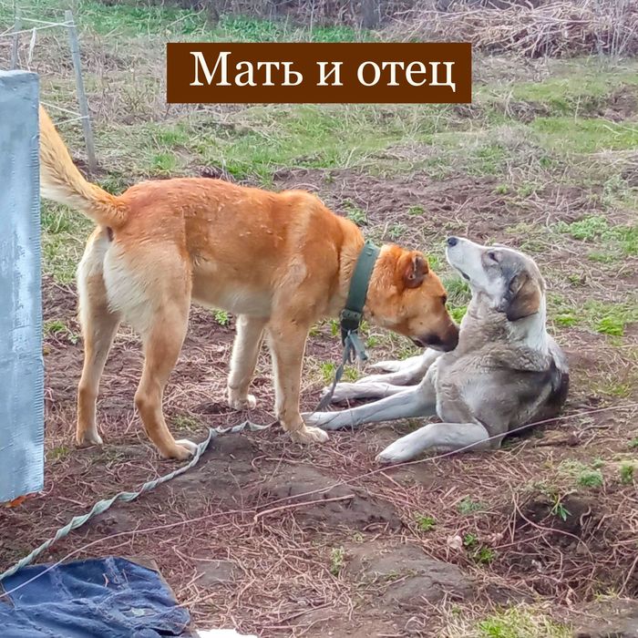 Отдам щенка девочку.