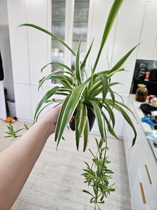 Хлорофитум (комнатный цветок)