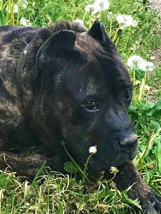 Продам щенка стаф.-питбуль