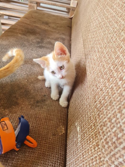 Отдам котят подарок