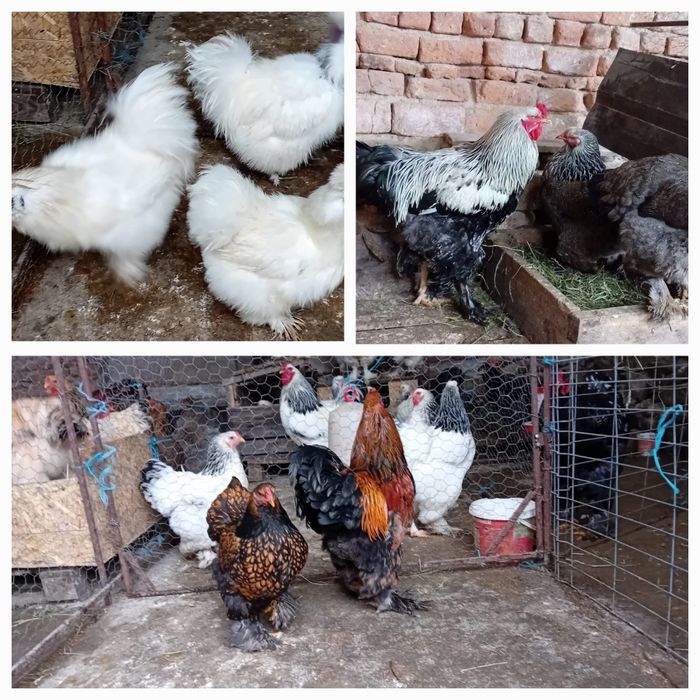 Oua Brahma exceptionale!