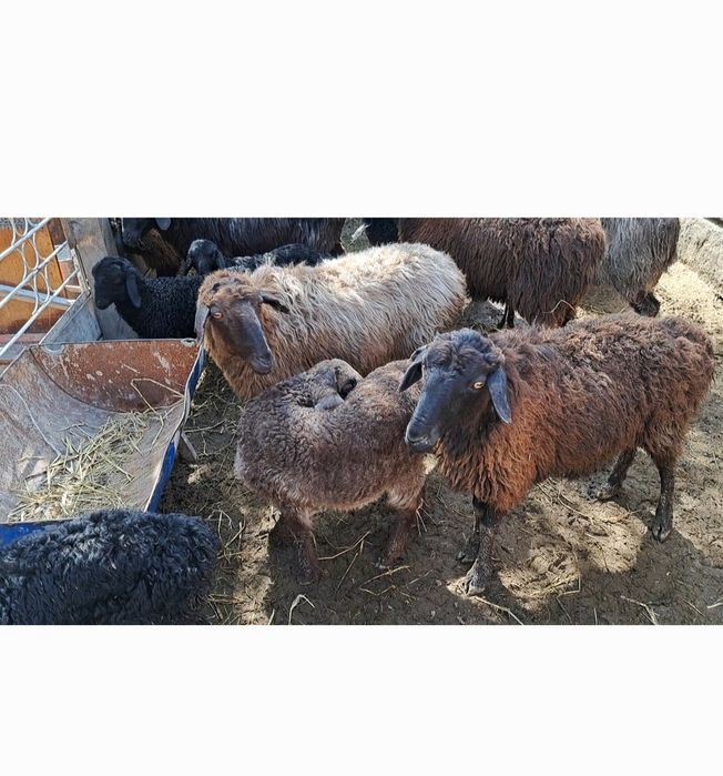 Қозылы қойлар сатылады.