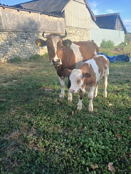 Vând Taur și vaca cu vital